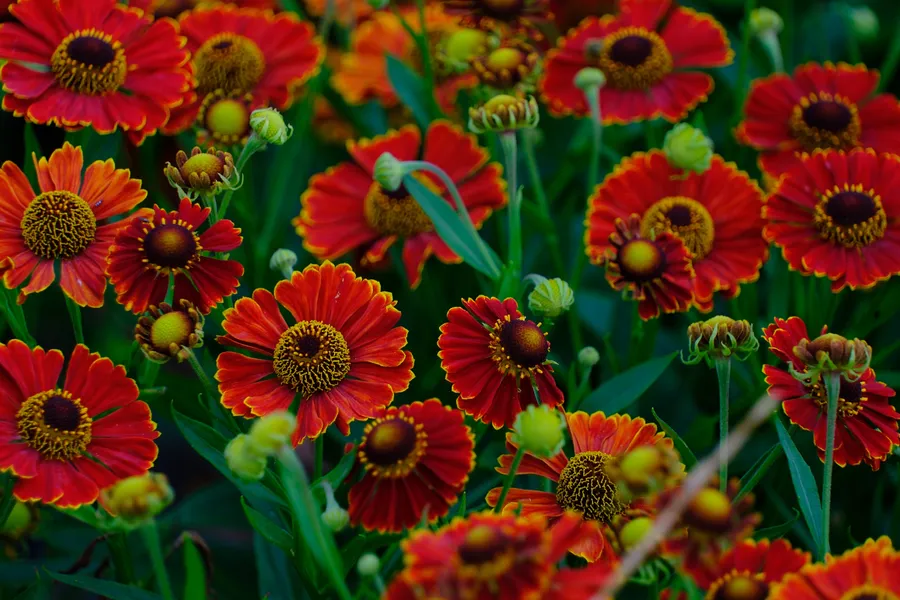 Scarlet Bloom Symphony — 400-piece jigsaw puzzle