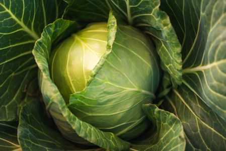 Fresh Green Cabbage — 300-piece jigsaw puzzle