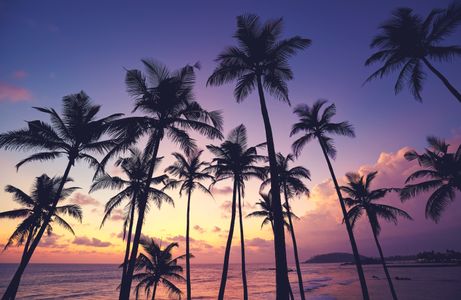 Tropical Sunset Silhouette — 150-piece jigsaw puzzle