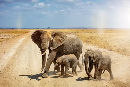 Elephant Family Stroll — 200-piece jigsaw puzzle