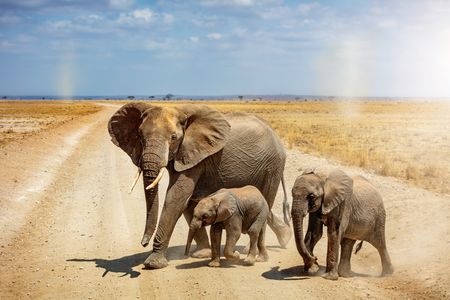 Elephant Family Stroll — 200-piece jigsaw puzzle