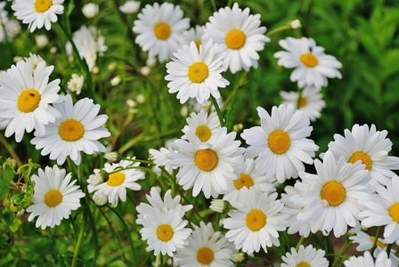 Blooming Daisies Paradise — 64-piece jigsaw puzzle