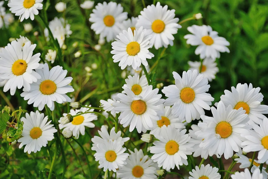 Blooming Daisies Paradise — 64-piece jigsaw puzzle