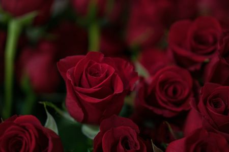 Velvet Red Roses — 100-piece jigsaw puzzle
