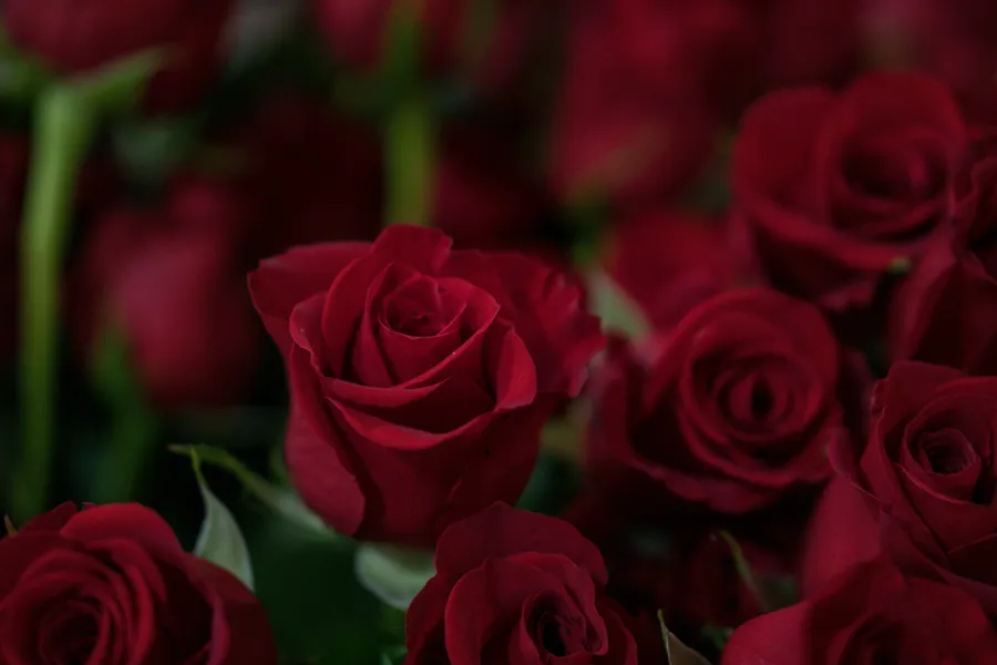 Velvet Red Roses — 100-piece jigsaw puzzle