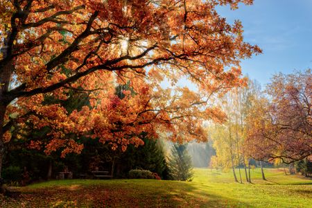 Autumn Sunlit Grove — 200-piece jigsaw puzzle
