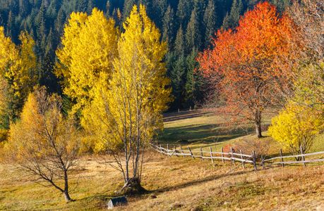 Autumn Symphony — 300-piece jigsaw puzzle
