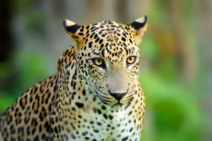 Majestic Leopard Portrait — 300-piece jigsaw puzzle