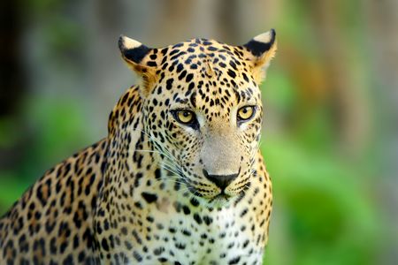 Majestic Leopard Portrait — 300-piece jigsaw puzzle
