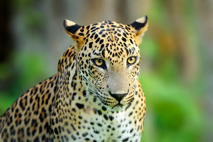 Majestic Leopard Portrait — 300-piece jigsaw puzzle