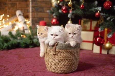 Festive Kitten Trio — 300-piece jigsaw puzzle