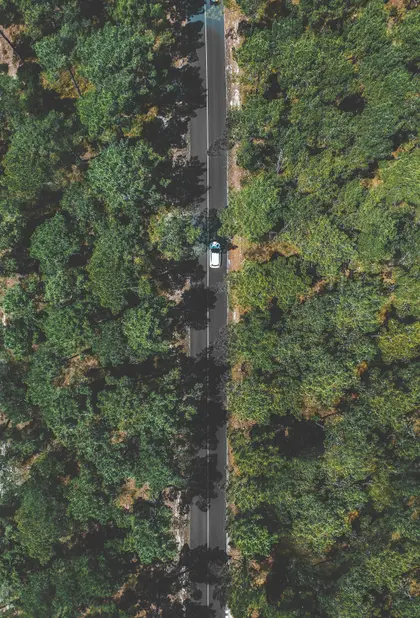 Road through Forest — 300-piece jigsaw puzzle