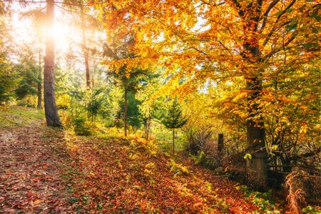 Golden Autumn Forest — 200-piece jigsaw puzzle