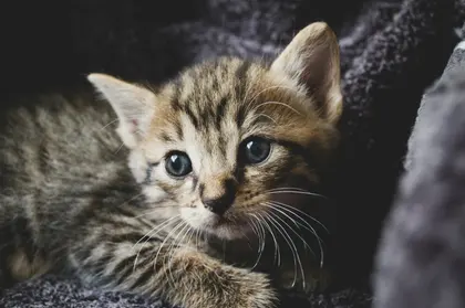 Adorable Kitten Portrait — 300-piece jigsaw puzzle