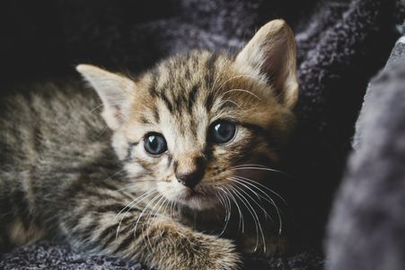 Adorable Kitten Portrait — 300-piece jigsaw puzzle