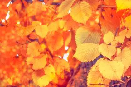 Autumn Leaves Glow — 200-piece jigsaw puzzle