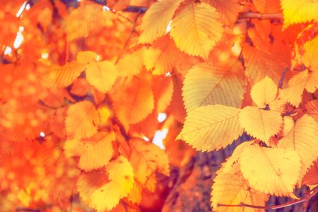 Autumn Leaves Glow — 200-piece jigsaw puzzle