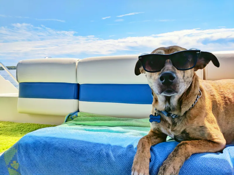 Stylish Dog on Yacht — 200-piece jigsaw puzzle