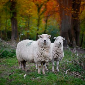 Sheep in Autumn Forest — 200-piece jigsaw puzzle