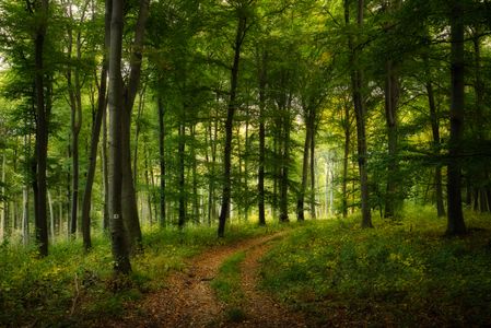 Enchanted Woodland Path — 500-piece jigsaw puzzle