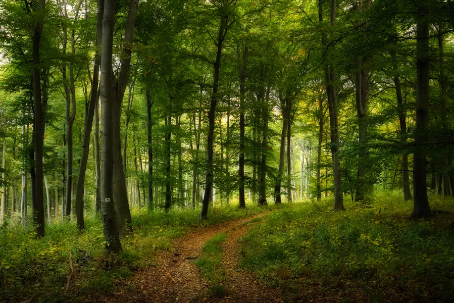 Enchanted Woodland Path — 500-piece jigsaw puzzle