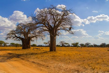 Majestic Baobab Landscape — 200-piece jigsaw puzzle