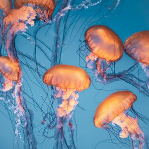 Graceful Jellyfish Dance — 500-piece jigsaw puzzle