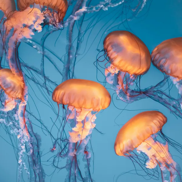 Graceful Jellyfish Dance — 500-piece jigsaw puzzle
