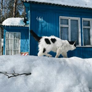 Cat on Snowy Path — 100-piece jigsaw puzzle