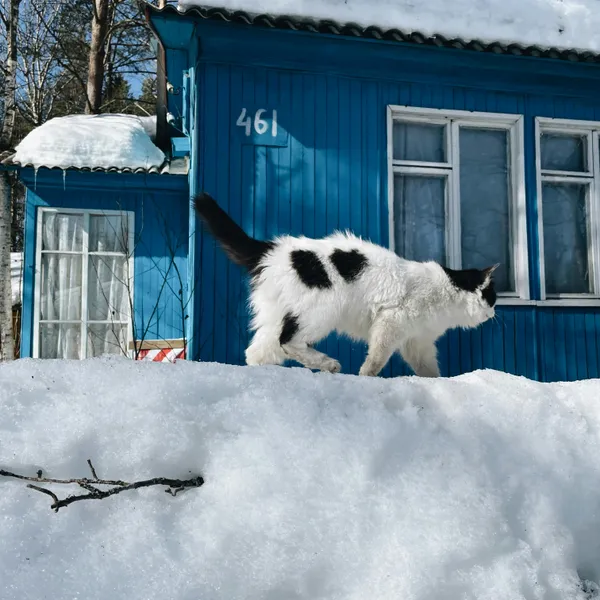 Cat on Snowy Path — 100-piece jigsaw puzzle