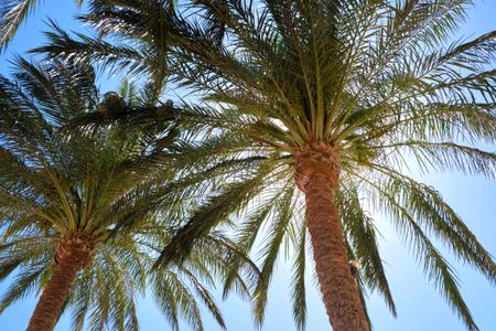 Sunlit Palm Trees — 150-piece jigsaw puzzle