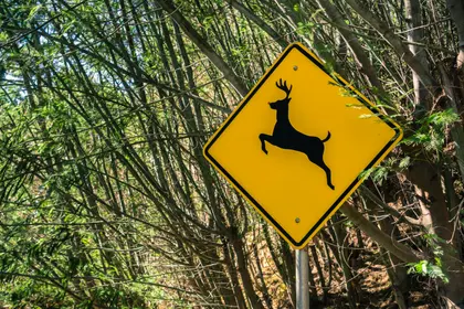 Playful Deer Sign — 150-piece jigsaw puzzle