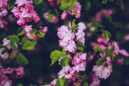 Blossoming Pink Delight — 300-piece jigsaw puzzle