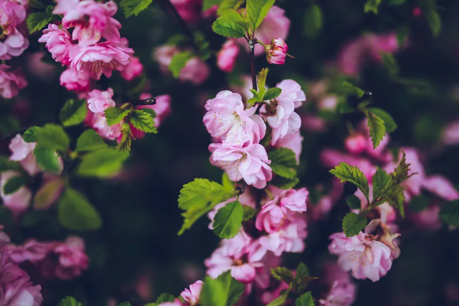 Blossoming Pink Delight — 300-piece jigsaw puzzle