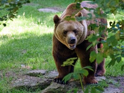 Majestic Forest Bear — 300-piece jigsaw puzzle