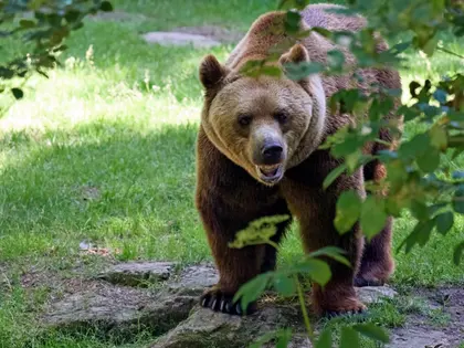 Majestic Forest Bear — 300-piece jigsaw puzzle