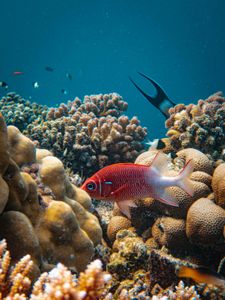 Underwater Coral Kingdom — 500-piece jigsaw puzzle