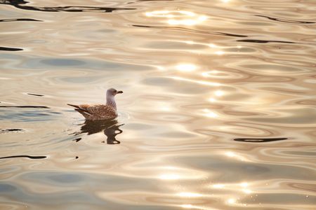 Golden Reflections — 100-piece jigsaw puzzle