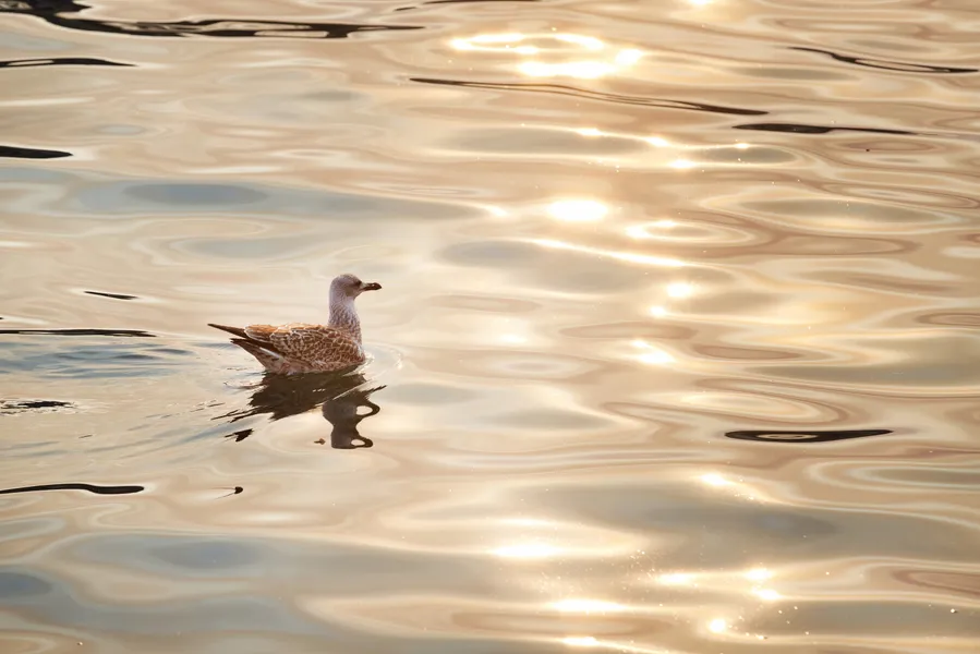 Gouden reflecties — 100-stukjes legpuzzel