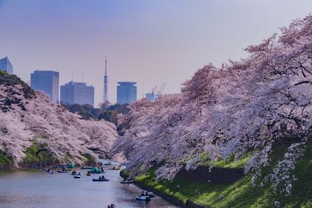 Cherry Blossoms by the River — 400-piece jigsaw puzzle
