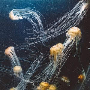 Dancing Jellyfish — 300-piece jigsaw puzzle