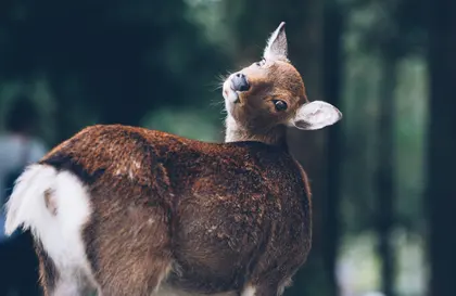 Curious Deer Glance — 100-piece jigsaw puzzle