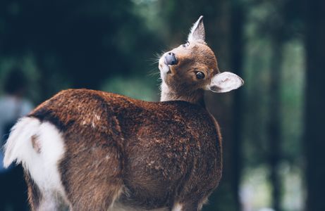 Curious Deer Glance — 100-piece jigsaw puzzle