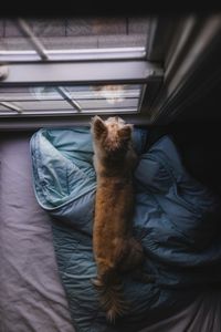 Curious Window Gazing — 300-piece jigsaw puzzle
