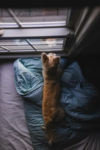 Curious Window Gazing — 300-piece jigsaw puzzle