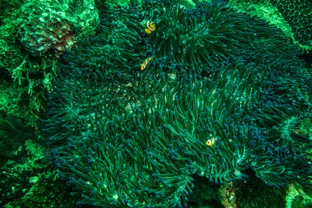 Clownfish in Anemone — 300-piece jigsaw puzzle