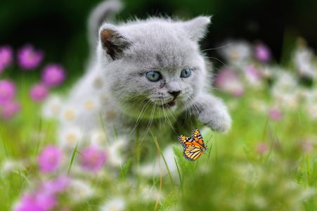 Kitten's Playful Chase — 150-piece jigsaw puzzle