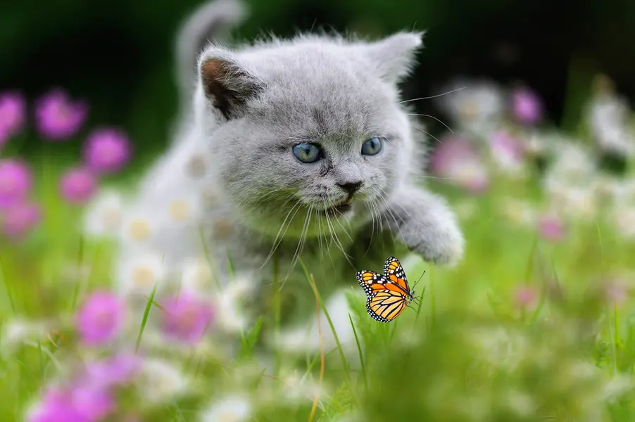 Kitten's Playful Chase — 150-piece jigsaw puzzle