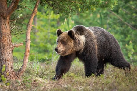 Bear in the Wild — 400-piece jigsaw puzzle