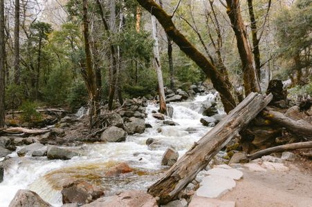 Tranquil Forest Stream — 100-piece jigsaw puzzle